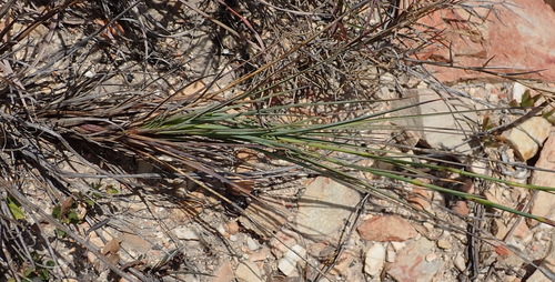 Image of Dianthus caespitosus by (c) Nicola van Berkel, some rights reserved (CC BY-SA)