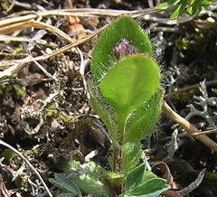 Veronica grandiflora