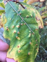 Neuroterus floccosus