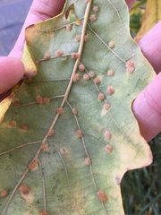 Neuroterus floccosus