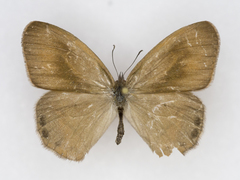 Cyllopsis pertepida