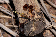 Erythrodiplax umbrata