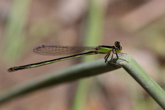 Ischnura hastata
