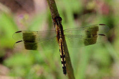 Erythrodiplax umbrata