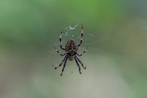 Araneus chunhuaia