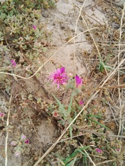 Drosanthemum ambiguum