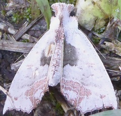 Hyperlopha compactilis