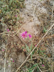 Drosanthemum ambiguum