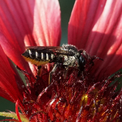 Megachile montivaga
