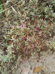 Drosanthemum ambiguum