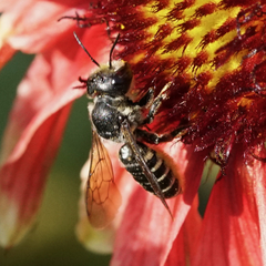 Megachile montivaga