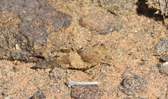 Sphingonotus scabriculus