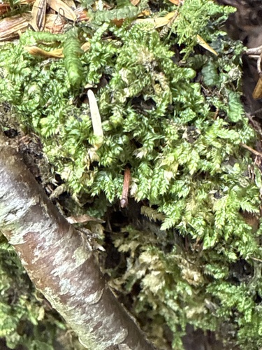 Brotherella recurvans, 2025-08-04