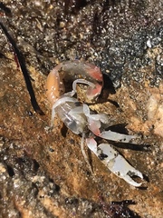 Gilvossius tyrrhenus