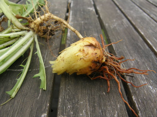 Orobanche minor iNat (1)
