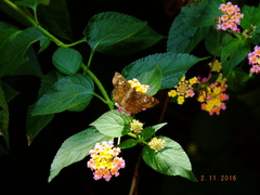 Caprona ransonnettii