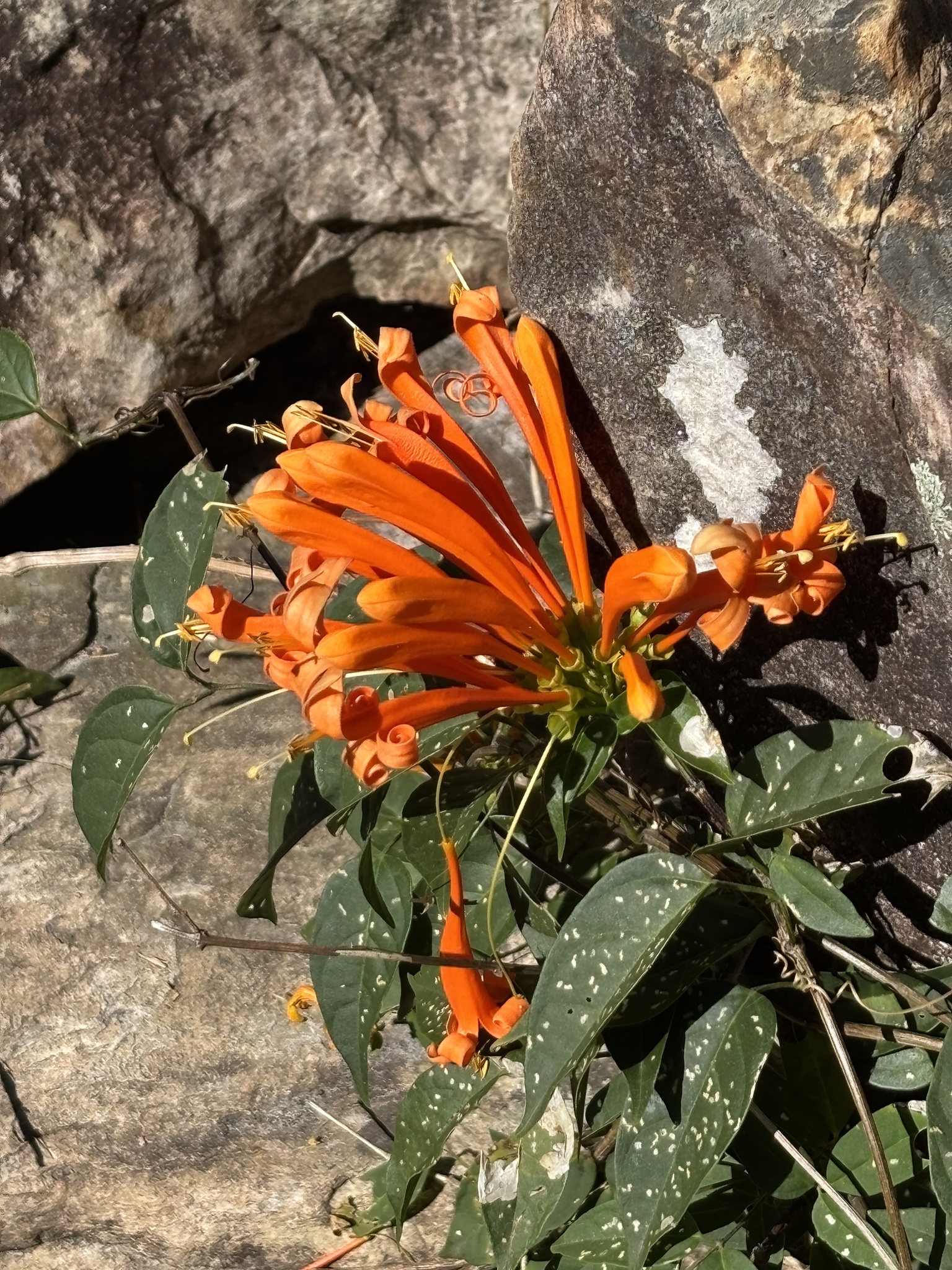Pyrostegia venusta