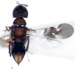 Diversinervus
