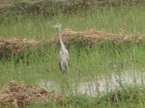 Grey Heron