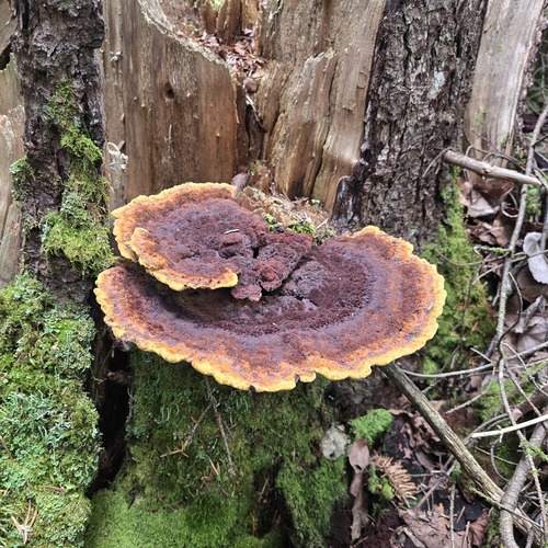 New World Dyer's Polypore