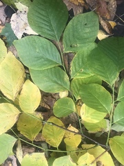 Cladrastis kentukea