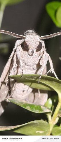 Convolvulus Hawkmoth