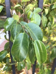 Ficus benjamina