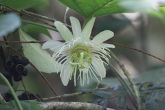 Passiflora vellozii