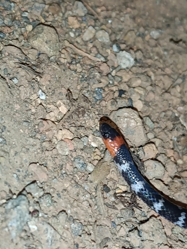 Photo of a Clark's Ground Snake (Atractus clarki)