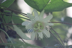 Passiflora vellozii