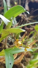 Prosthechea ochracea