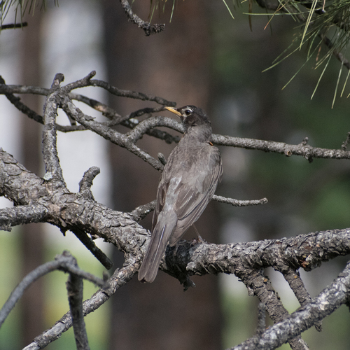 American Robin