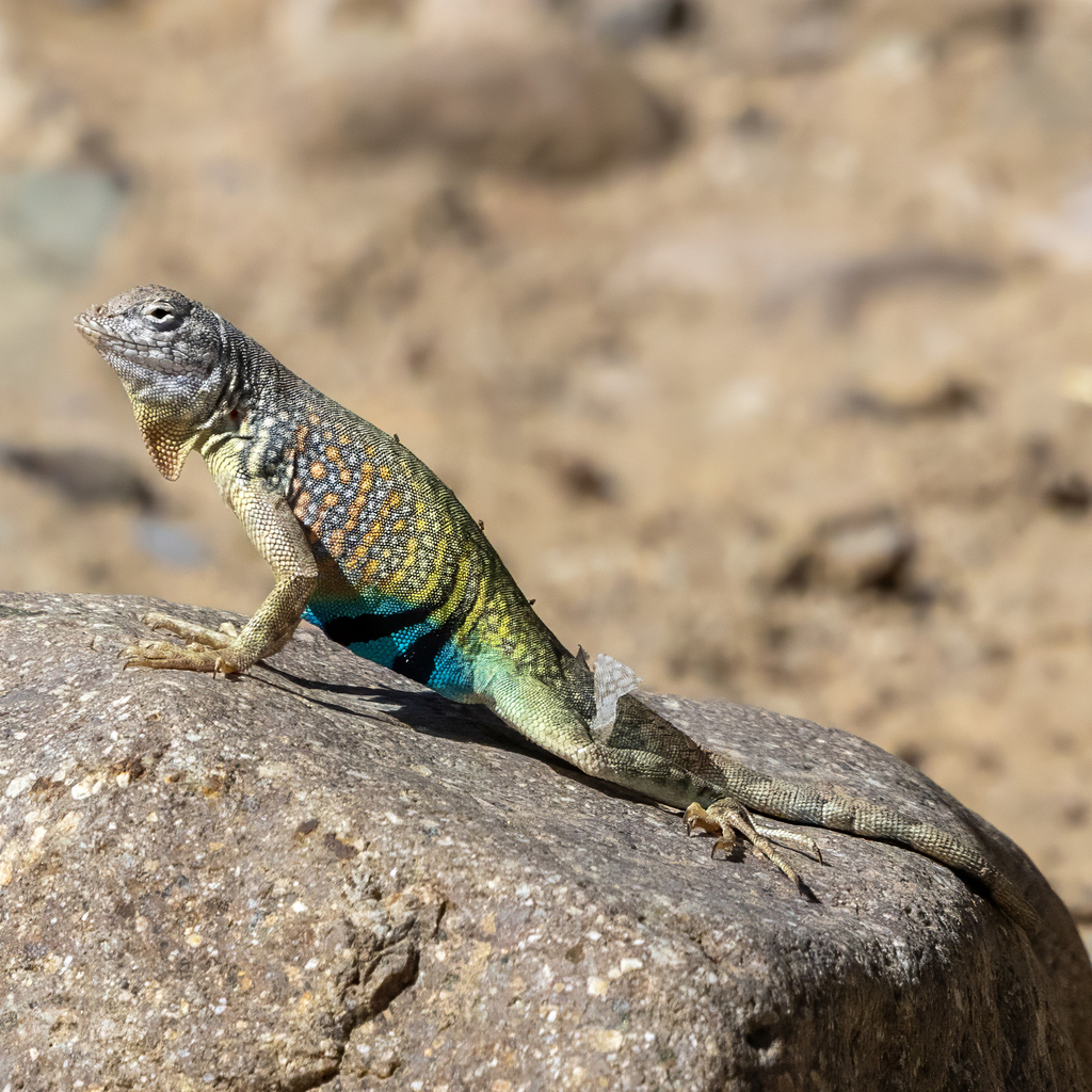 Greater Earless Lizard