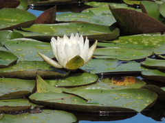Nymphaea odorata odorata