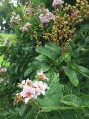 Lagerstroemia speciosa