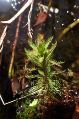 Myriophyllum robustum