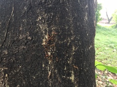 Oecophylla smaragdina