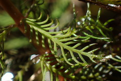 Myriophyllum robustum