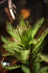 Myriophyllum robustum