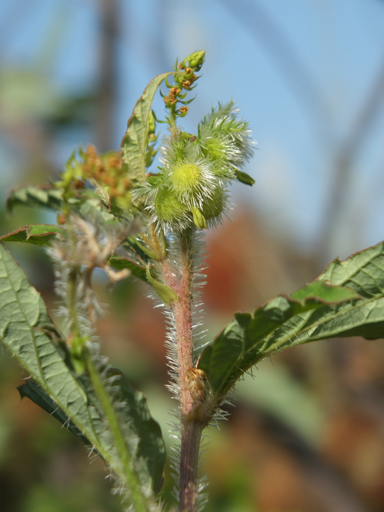 Cannabis Leaf Nettle