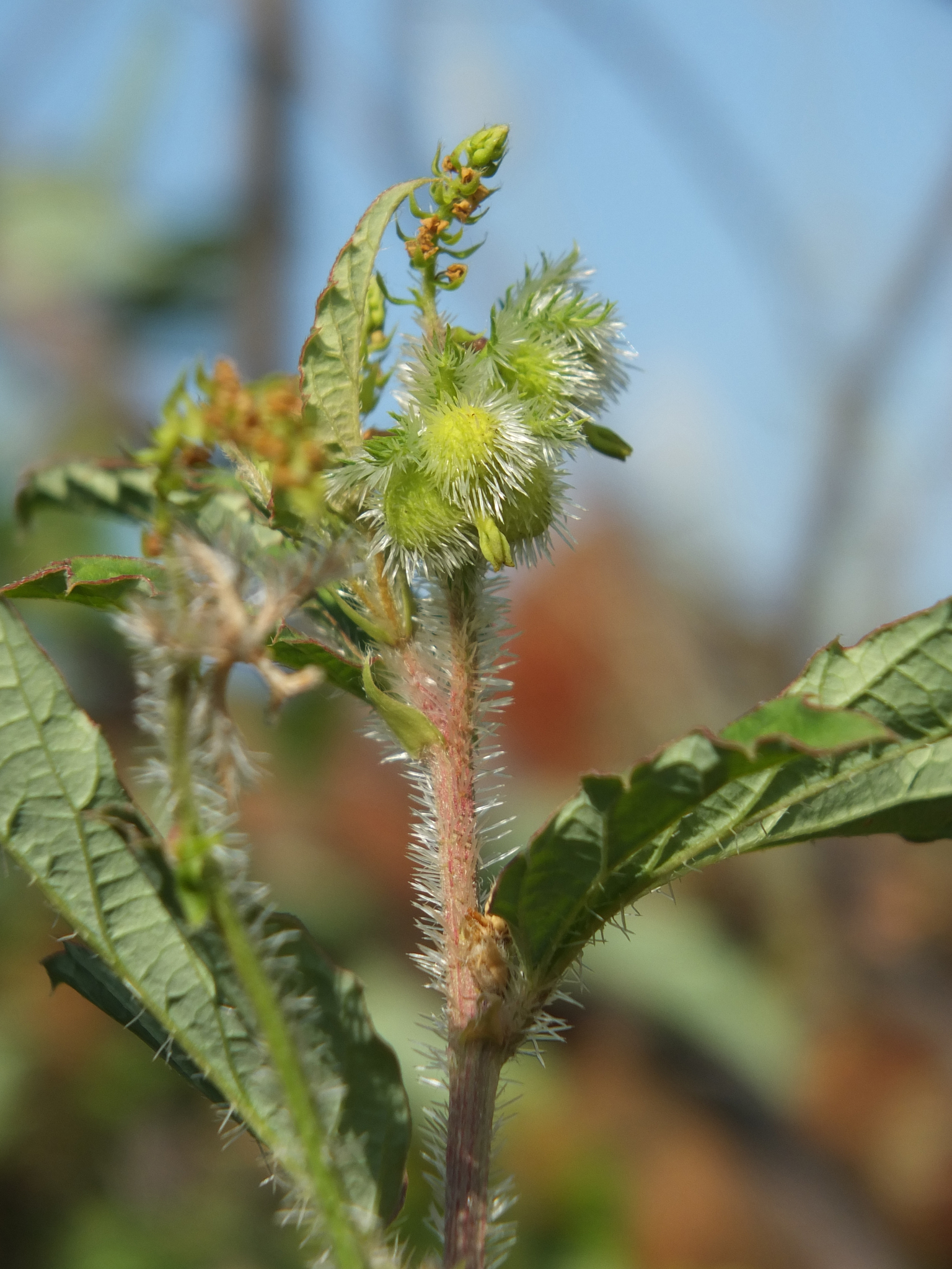 Tragia plukenetii