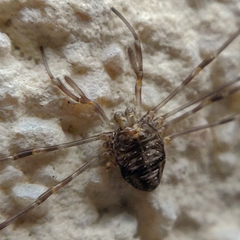 Dicranopalpus ramosus