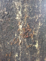 Oecophylla smaragdina