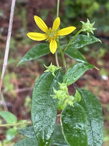 Helianthus microcephalus