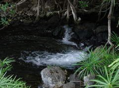 Crocodylus niloticus africanus