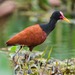 Wattled Jacana - Photo (c) Eric Carpenter, some rights reserved (CC BY-NC), uploaded by Eric Carpenter