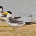 Large-billed Tern - Photo (c) Eric Carpenter, some rights reserved (CC BY-NC), uploaded by Eric Carpenter