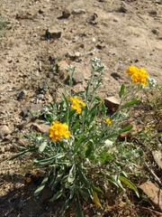 Psilostrophe gnaphalodes