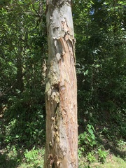 Melaleuca leucadendra