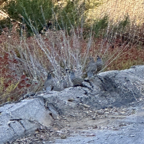 iNaturalist observation photo of California Quail